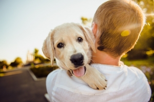 Corso di primo soccorso veterinario per cani