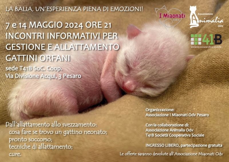 “La balia”, incontri informativi per gestione e allattamento gattini orfani