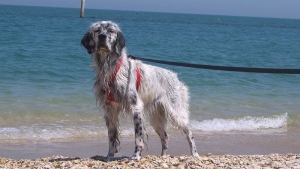 “Chiediamo spiagge accessibili  ai cani anche ad Ancona”, la petizione