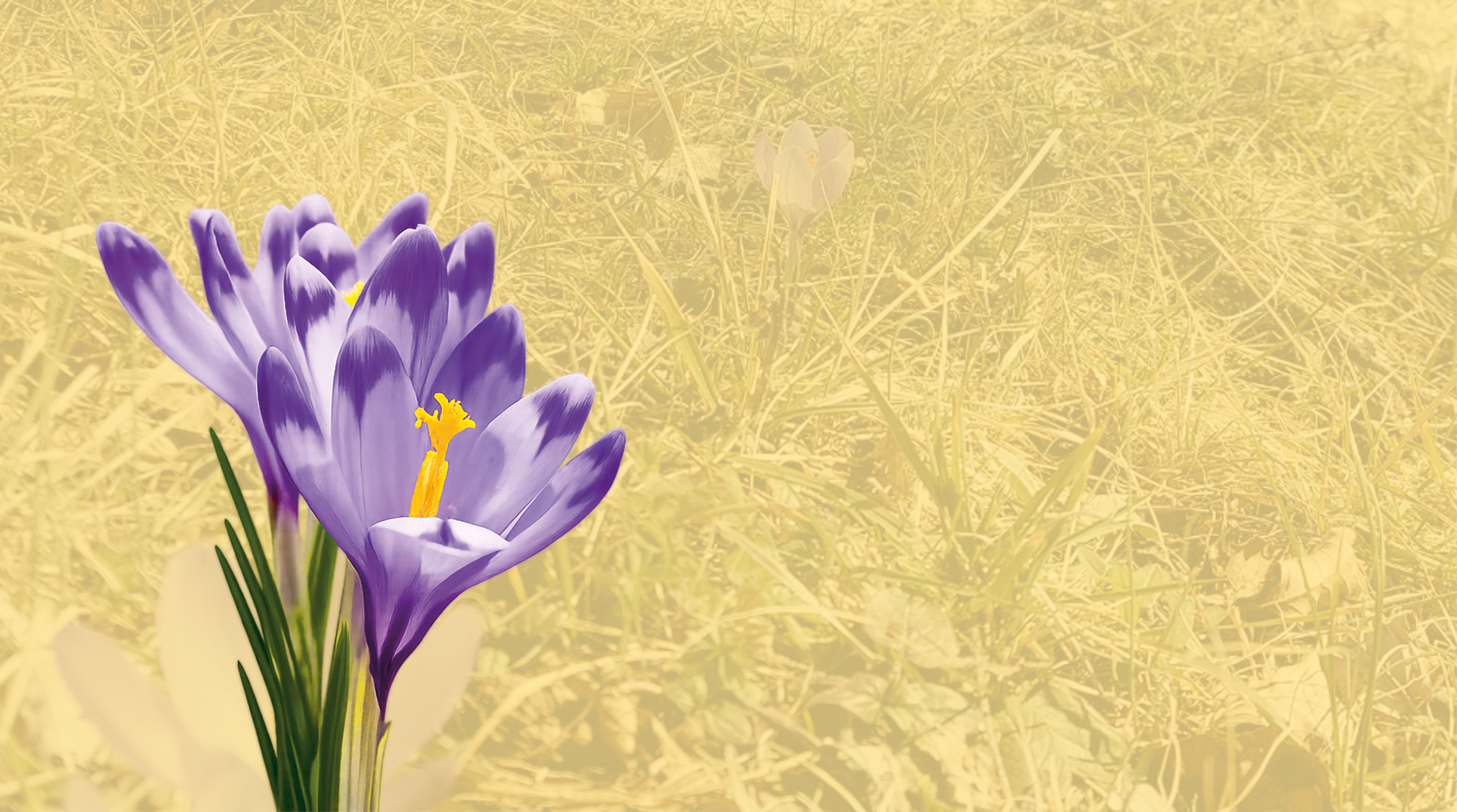 un fiore a colori sullo sfondo di un prato monocromatico