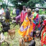 Donne e uomini con capre al pascolo