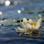 Un fiore che galleggia sull'acqua