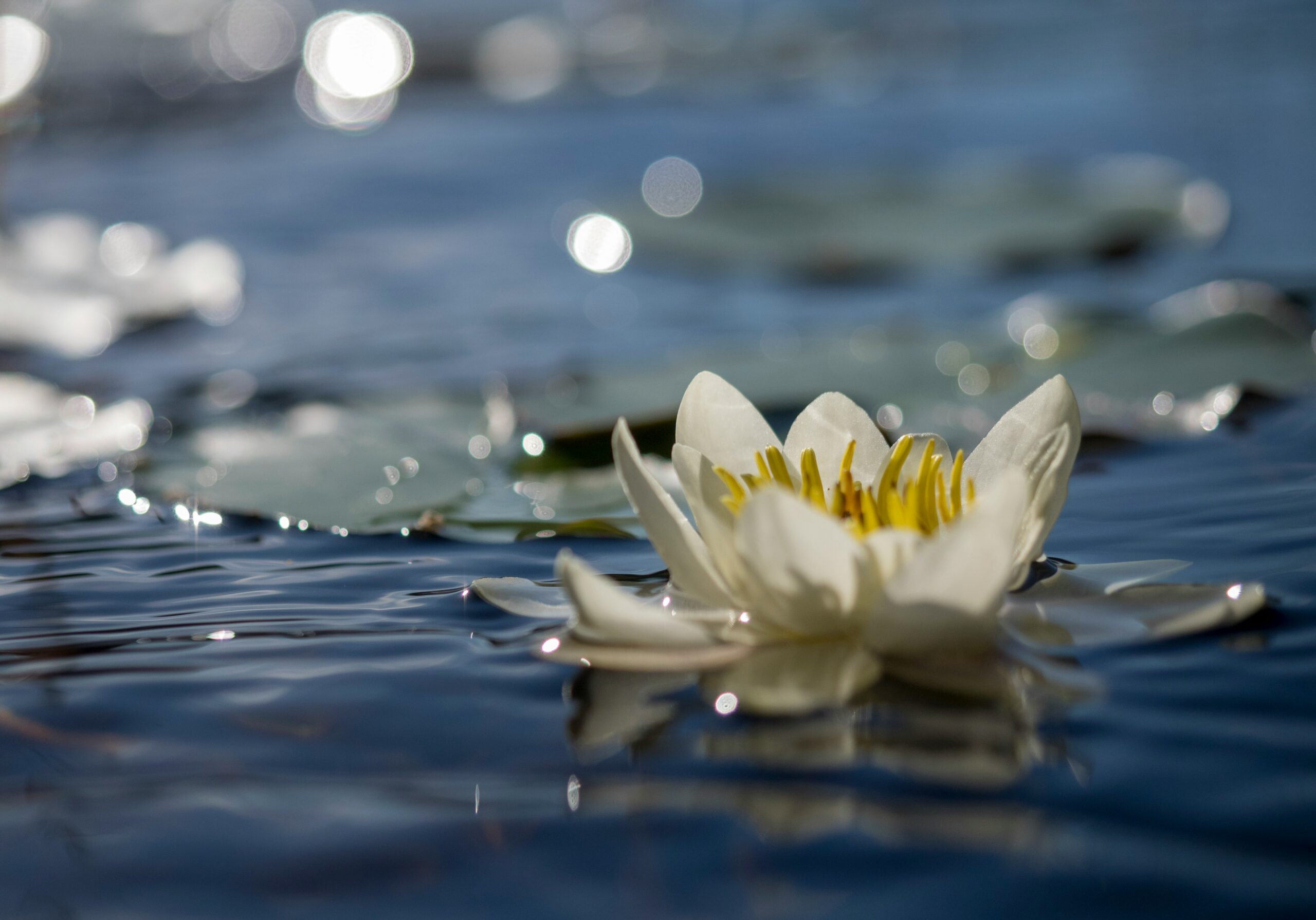 Un fiore che galleggia sull'acqua