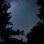 un cielo stellato tra le chiome di alberi