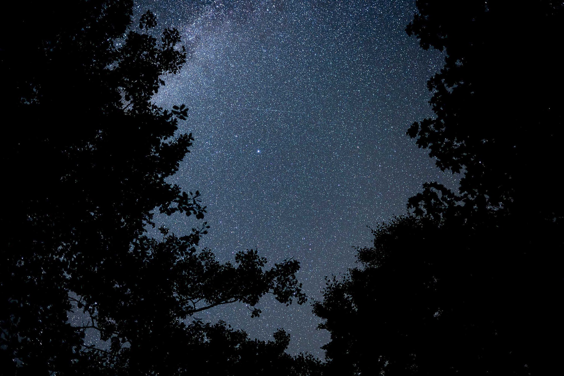 un cielo stellato tra le chiome di alberi