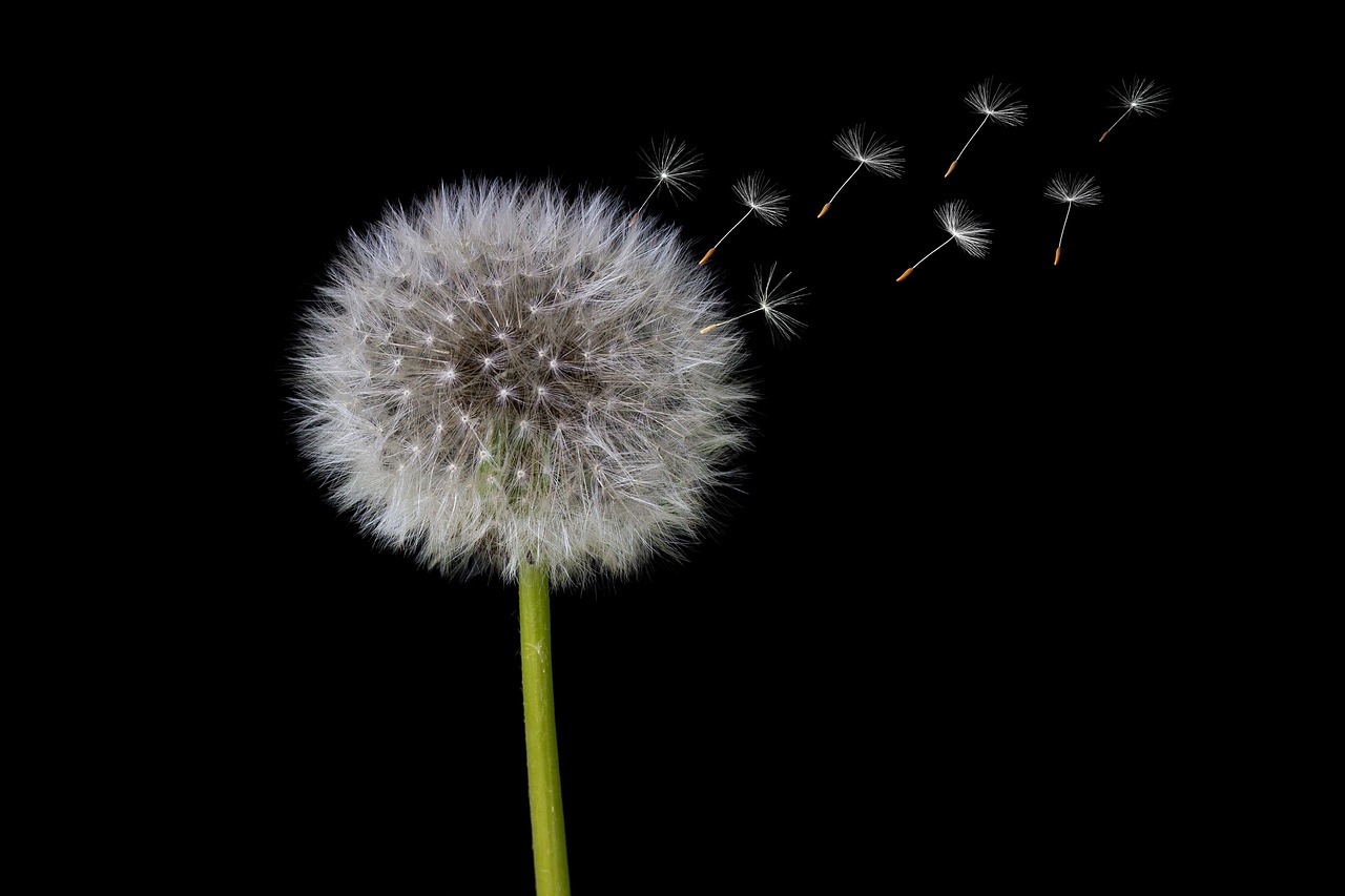 dandelion, nature, seeds, dandelion seeds, close up, spring, blossom, bloom, common dandelion, float, wind, windy