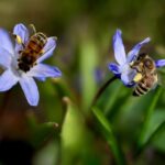 due api intente a prelevare polline da due fiori