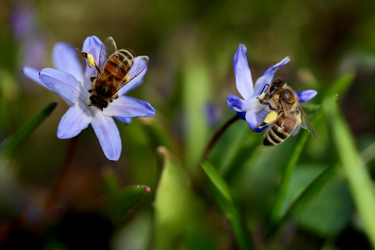 due api intente a prelevare polline da due fiori