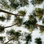 Alberti in una pineta