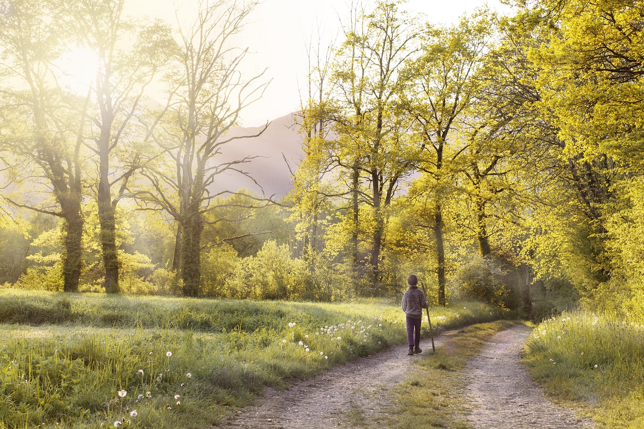 Una persona passeggia nel bosco