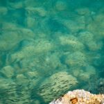 Pesci che nuovano in un fondale marino