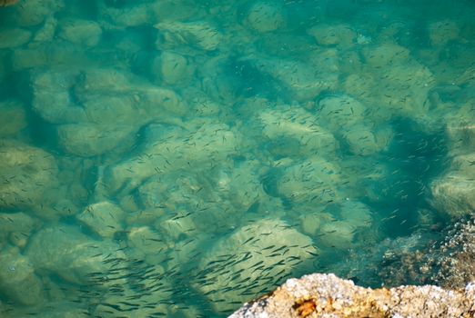 Pesci che nuovano in un fondale marino
