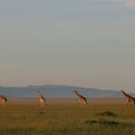 Giraffe nelle savana