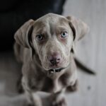 cane cucciolo grigio