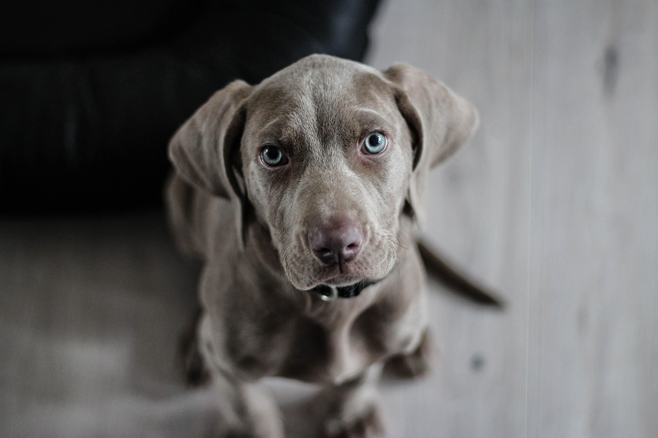 cane cucciolo grigio